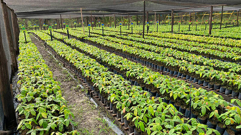 Mudas de Cacau - SALOBRINHO 03