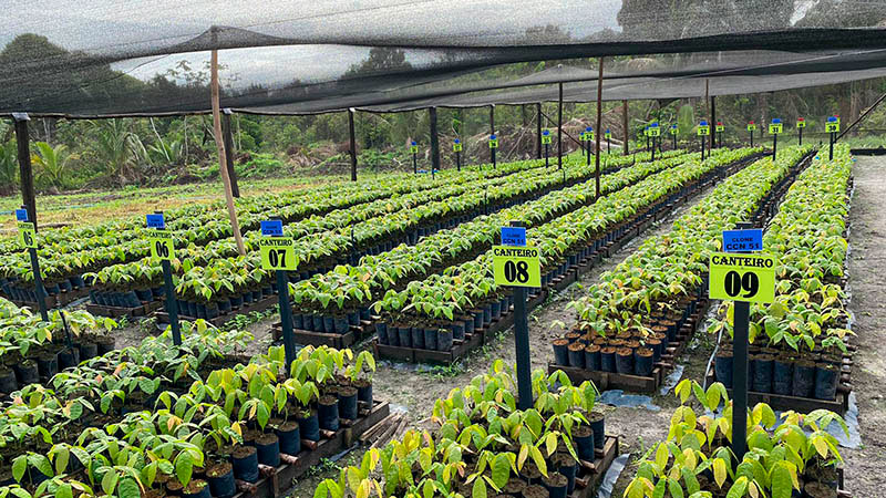 Mudas de Cacau - PH 16