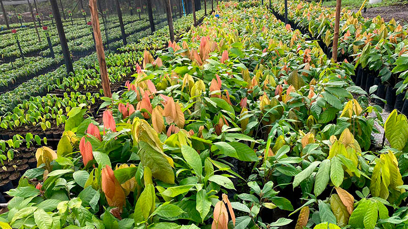 Mudas de Cacau - FA 13